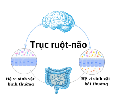 MỐI LIÊN HỆ GIỮA TRỤC RUỘT-NÃO VÀ SỨC KHỎE TOÀN DIỆN