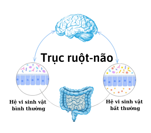 MỐI LIÊN HỆ GIỮA TRỤC RUỘT-NÃO VÀ SỨC KHỎE TOÀN DIỆN